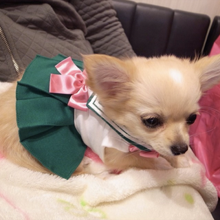 Illustration for article titled Small Dogs Cosplaying as Sailor Moon Characters